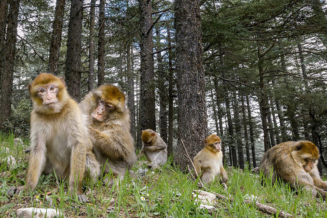 Day tour from Fez to the Middle Atlas