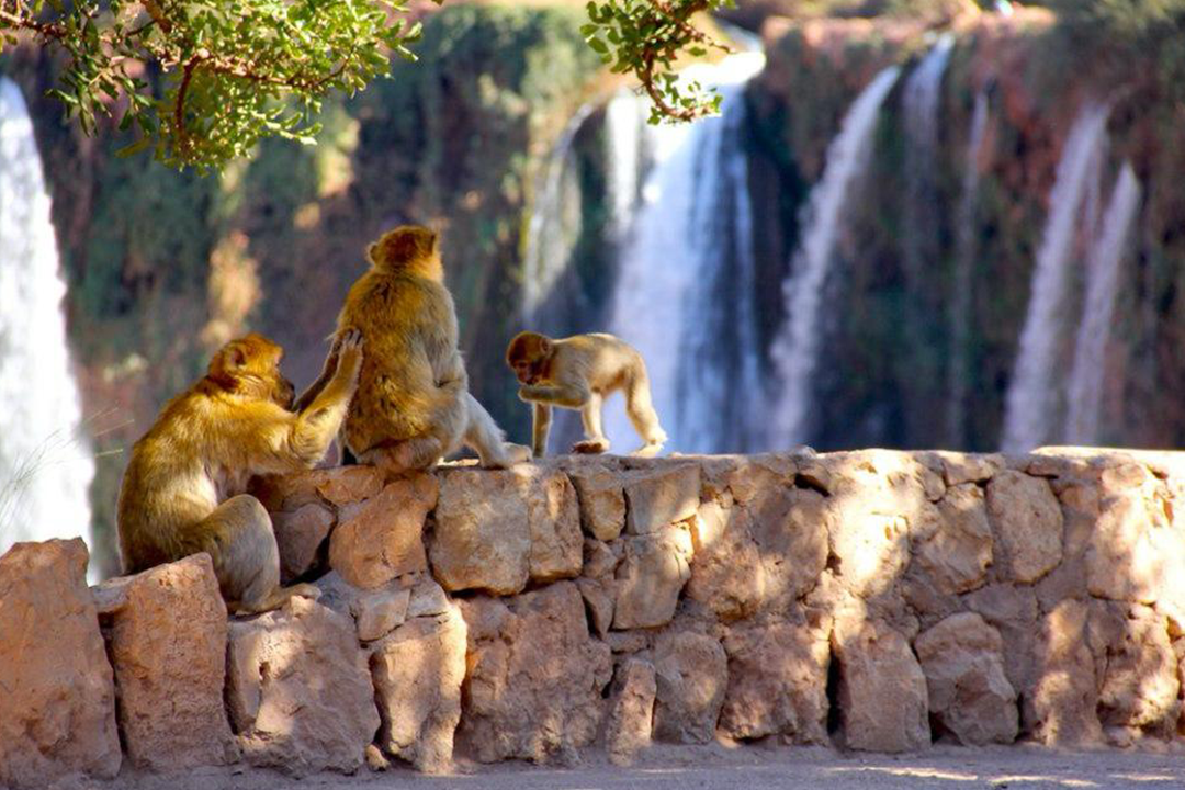 Excursion Ouzoud Waterfall