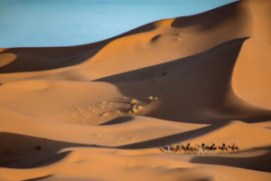 12 Days Tour from Casablanca - 12 Day Tour from Casablanca - Casablanca 12 Days Tour - Casablanca 12 Day Tour - 12 Days Morocco Tour from Casablanca - Casablanca Morocco Tour 12 Days - 12 Day Casablanca Desert Tour - Casablanca Sahara Tour 12 Days - Private 12 Days Tour from Casablanca - Guided 12 Days Tour from Casablanca - Luxury 12 Days Tour from Casablanca - Tailor Made 12 Days Tour from Casablanca - Casablanca to Marrakech 12 Days Tour - Casablanca to Fes 12 Days Tour - 12 Days Imperial Cities Tour from Casablanca - Casablanca Grand Morocco Tour 12 Days - Family Friendly 12 Days Tour from Casablanca - Casablanca Private Guided 12 Days Tour - Casablanca Custom 12 Days Tour