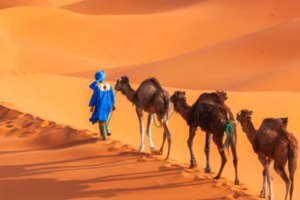 7 Days Tour from Casablanca - 7 Day Tour from Casablanca - Casablanca 7 Days Tour - Casablanca 7 Day Tour - 7 Days Morocco Tour from Casablanca - Casablanca Morocco Tour 7 Days - 7 Day Casablanca Desert Tour - Casablanca Sahara Tour 7 Days - Private 7 Days Tour from Casablanca - Guided 7 Days Tour from Casablanca - Luxury 7 Days Tour from Casablanca - Tailor Made 7 Days Tour from Casablanca - Casablanca to Marrakech 7 Days Tour - Casablanca to Fes 7 Days Tour - 7 Days Imperial Cities Tour from Casablanca - Casablanca Grand Morocco Tour 7 Days - Family Friendly 7 Days Tour from Casablanca - Casablanca Private Guided 7 Days Tour - Casablanca Custom 7 Days Tour